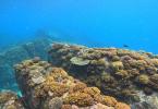 Ile Cocos Coral Reef