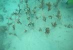 Corals planted