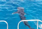 Whale shark in Ile Cocos Marine Park