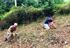 Travelers planting their tree