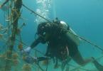 Diver on Coral Nursery