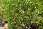 Mangrove Forest