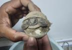 Tortoise Hatching