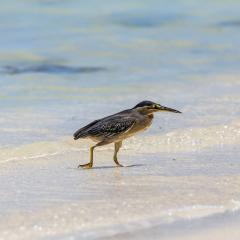 st_anne-260.jpg St Anne Marine Park