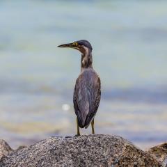 st_anne-263.jpg St Anne Marine Park