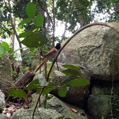 Veuve Special Reserve