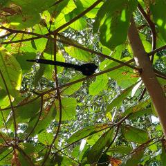 Veuve Special Reserve