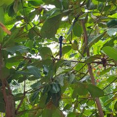 Veuve Special Reserve