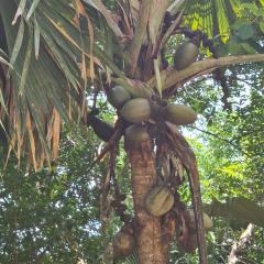20220204_123435.jpeg Praslin National Park