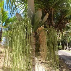 DSC04246.jpg Praslin National Park