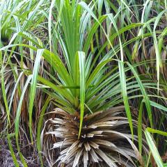 DSC06705.jpeg Praslin National Park