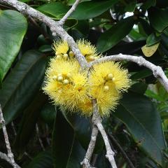 DSC06709.jpeg Praslin National Park