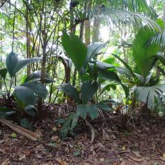 DSC06731.jpeg Praslin National Park