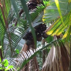 DSC06735.jpeg Praslin National Park