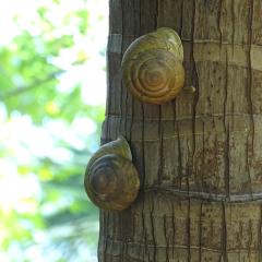 DSC06747.jpeg Praslin National Park