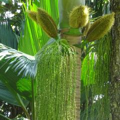 DSC06751.jpeg Praslin National Park