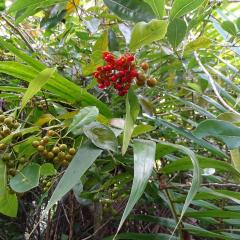 DSC06772.jpeg Praslin National Park