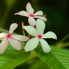 Photo Bot 2021 (20).jpeg The Botanical Garden