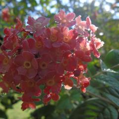 Photo Bot 2021 (24).jpeg The Botanical Garden