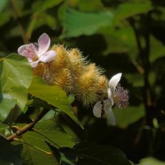 Photo Bot 2021 (26).jpeg The Botanical Garden