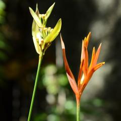 Photo Bot 2021 (80).jpeg The Botanical Garden