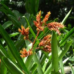 Photo Bot 2021 (91).jpeg The Botanical Garden