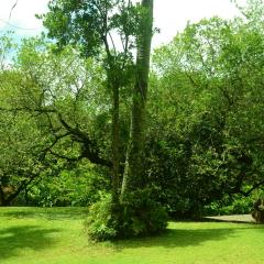 Photo Bot 2021 (96).jpeg The Botanical Garden