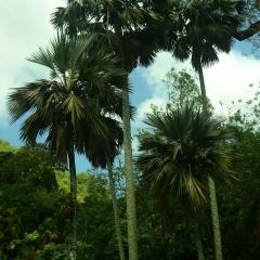 Photo Bot 2021 (97).jpeg The Botanical Garden