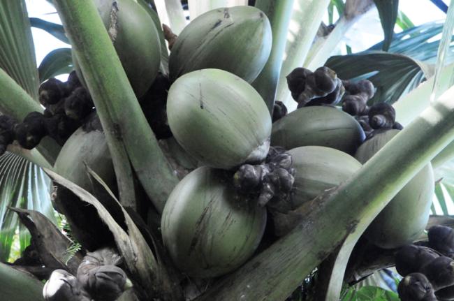 The endemic Coco de Mer, a protected species