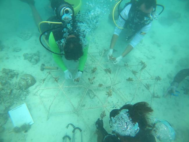 Divers planting corals