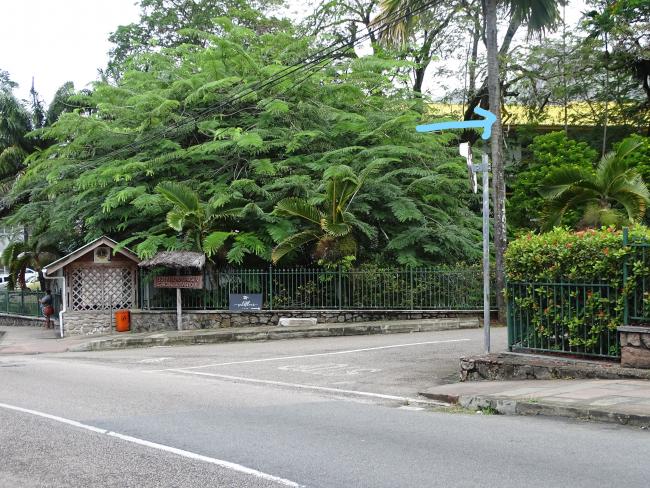 The Male Coco de Mer Tree at the Entrance of the Botanical Garden
