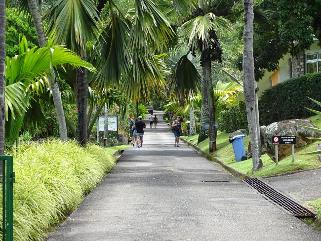 The garden's main path lined with Coco de Mer trees