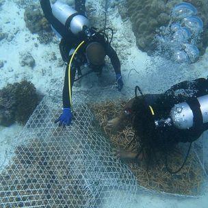 Coral out-planting