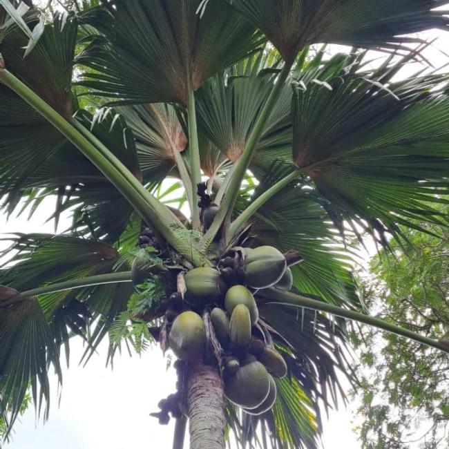 Coco de Mer Tree