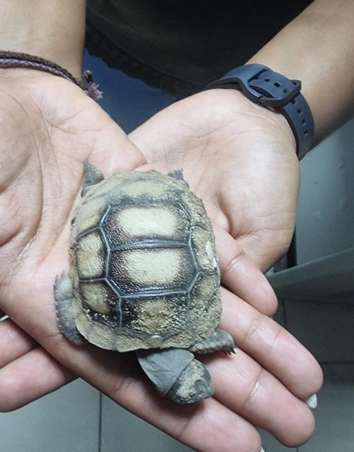Tortoise Hatchling