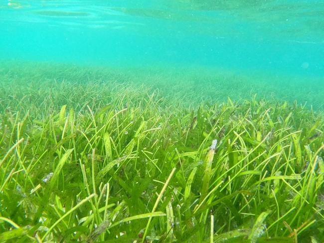 Seagrass Ste.Anne MNP