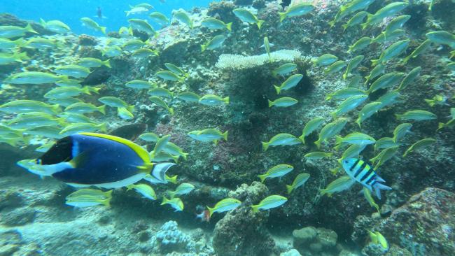 Underwater Ste. Anne MNP
