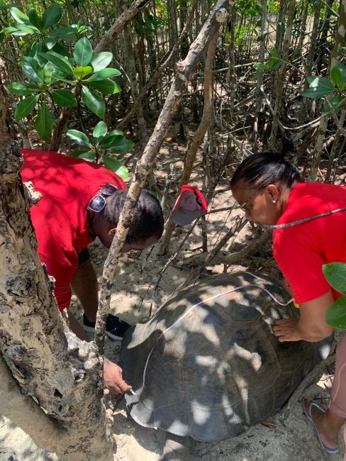Measuring the carapace