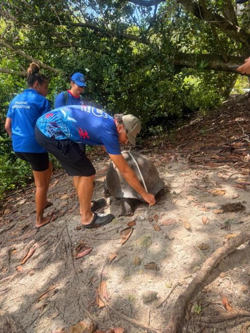 H Savy Insurance Volunteers