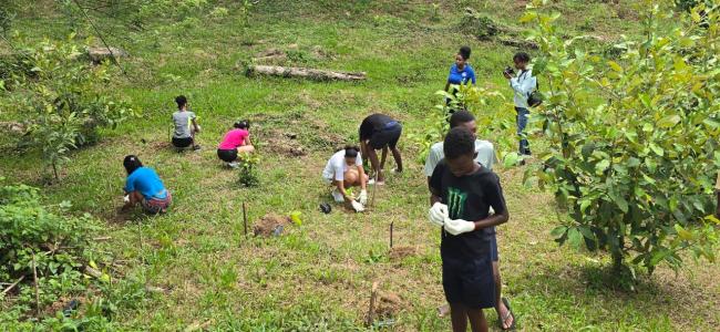 Tree planting in progress