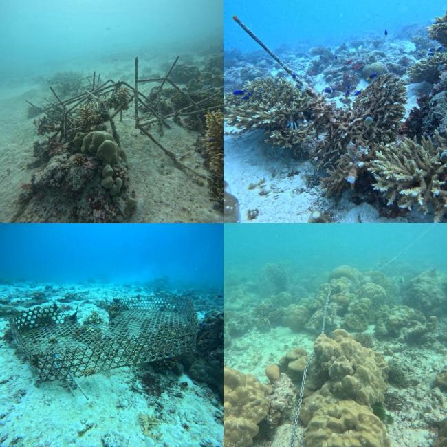 Damage caused to the reef
